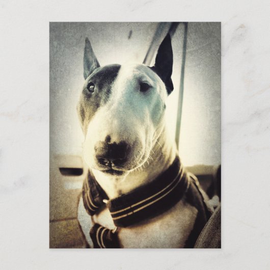 Antiek stijl Bull Terrier Photo Briefkaart (Voorkant)