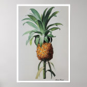 Antiek tekening Ananas Comosus Poster (Voorkant)