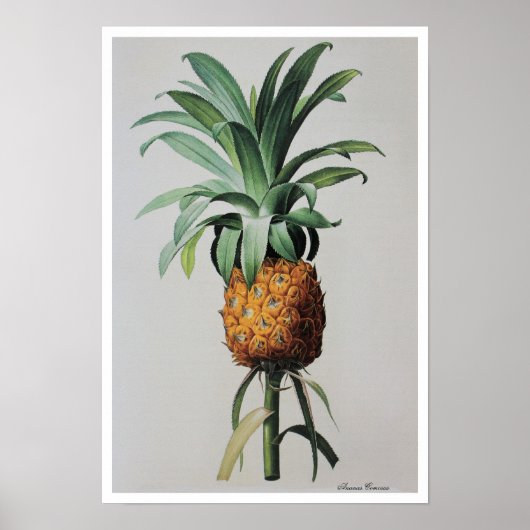 Antiek tekening Ananas Comosus Poster (Voorkant)