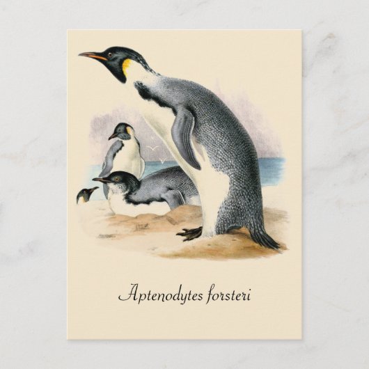 Antiek  tekening Emperor Penguin Briefkaart (Voorkant)