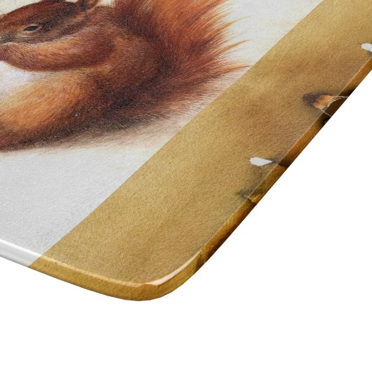 Antiek tekeningen van dieren, eekhoorn door Albrec Snijplank (Hoek)