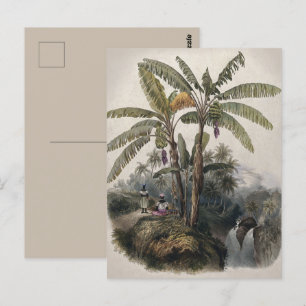 Antiek tropisch bananenbos    Bota Briefkaart