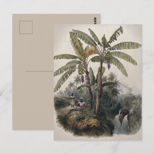 Antiek tropisch bananenbos |  Bota Briefkaart (Voorkant / Achterkant)