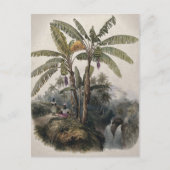 Antiek tropisch bananenbos |  Bota Briefkaart (Voorkant)