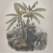 Antiek tropisch bananenbos |  Bota Sticker (Voorkant)