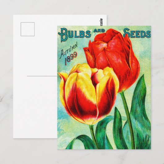 Antiek tuin reclame, geel rode tulpen briefkaart (Voorkant / Achterkant)