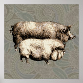 Antiek Varkens tekening Poster (Voorkant)