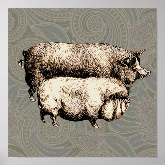 Antiek Varkens  tekening Poster (Voorkant)