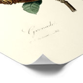 Antiek Victoriaans Era Pomegranate Illustratie Poster (Hoek)