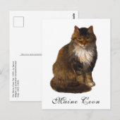 Antiek Victoriaans Maine Coon Cat Portrait Paintin Briefkaart (Voorkant / Achterkant)