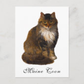 Antiek Victoriaans Maine Coon Cat Portrait Paintin Briefkaart (Voorkant)