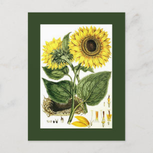 Antiek Vintage Zonnebloem botanische tuin Pc's Feestdagenkaart