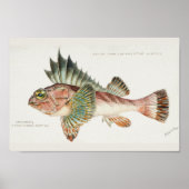 Antiek vis Neosebastes Scorpaenoides 1808 Poster (Voorkant)