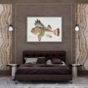 Antiek vis Neosebastes Scorpaenoides 1808 Poster