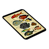 antiek visdruk magneet (Rechterzijde)