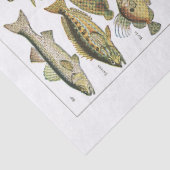 Antiek viskaart Crafter's Tissuepapier (Detail)