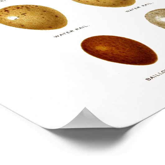 Antiek vogeleieren afdrukken nr. 2 paasdeeg poster (Hoek)