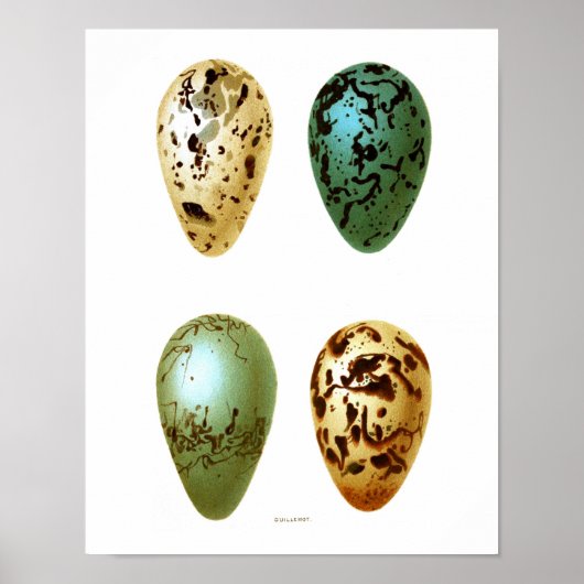 Antiek vogeleieren afdrukken nr. 8 paasdeeg poster (Voorkant)