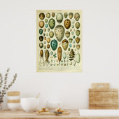 Antiek vogeleieren Muur-decoratie Poster (Keuken)