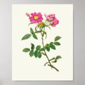 Antiek Waterverf Botanische afdruk Poster (Voorkant)