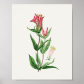 Antiek Waterverf Botanische afdruk Poster (Voorkant)
