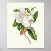 Antiek Waterverf Botanische afdruk Poster (Voorkant)