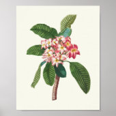 Antiek Waterverf Botanische afdruk Poster (Voorkant)