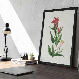 Antiek Waterverf Botanische afdruk Poster