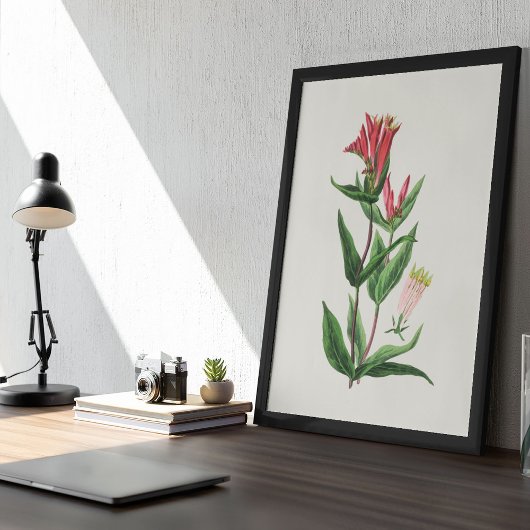 Antiek Waterverf Botanische afdruk Poster