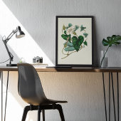 Antiek Waterverf Botanische afdruk Poster