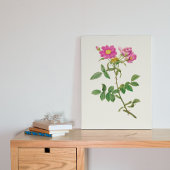 Antiek Waterverf Botanische afdruk Poster