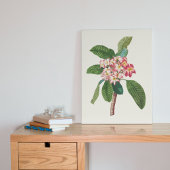 Antiek Waterverf Botanische afdruk Poster