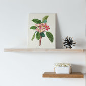 Antiek Waterverf Botanische afdruk Poster