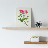 Antiek Waterverf Botanische afdruk Poster