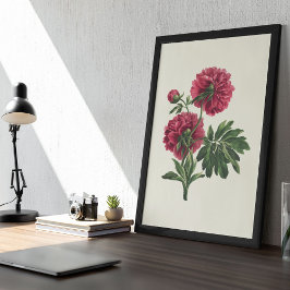 Antiek Waterverf Botanische afdruk Poster