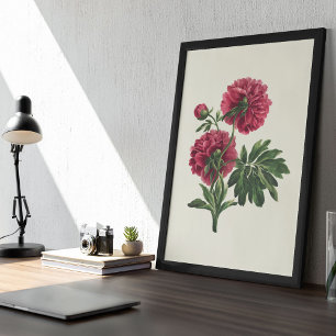Antiek Waterverf Botanische afdruk Poster