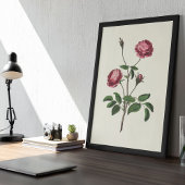 Antiek Waterverf Botanische afdruk Poster