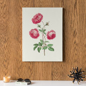 Antiek Waterverf Botanische afdruk Poster