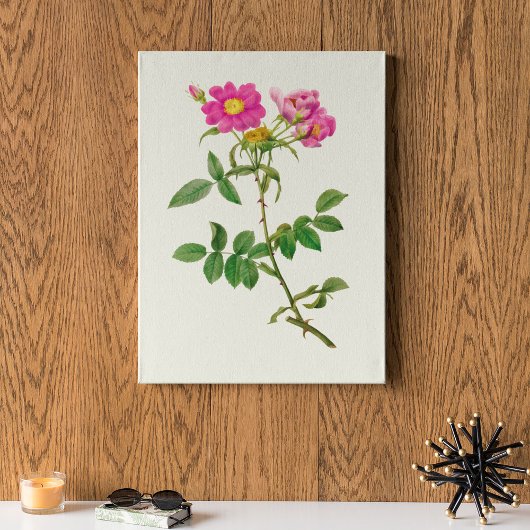 Antiek Waterverf Botanische afdruk Poster