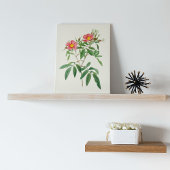 Antiek Waterverf Botanische afdruk Poster