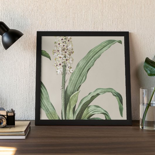 Antiek Waterverf Botanische afdruk Poster