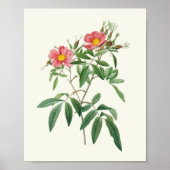 Antiek Waterverf Botanische afdruk Poster (Voorkant)