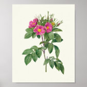 Antiek Waterverf Botanische afdruk Poster (Voorkant)