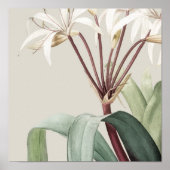 Antiek Waterverf Botanische afdruk Poster (Voorkant)