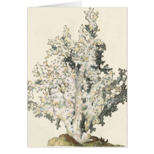 Antiek Waterverf Koraal (Voorkant)