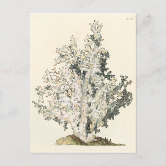 Antiek Waterverf Koraal Briefkaart (Voorkant)