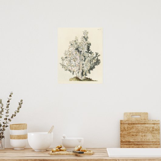 Antiek Waterverf Koraal Poster (Keuken)