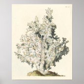 Antiek Waterverf Koraal Poster (Voorkant)