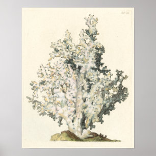 Antiek Waterverf Koraal Poster