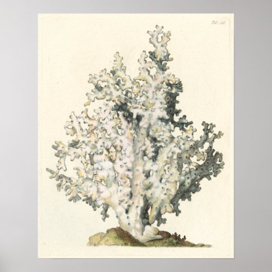 Antiek Waterverf Koraal Poster (Voorkant)